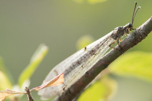 Réf. 191 535 : Distoleon tetragrammicus